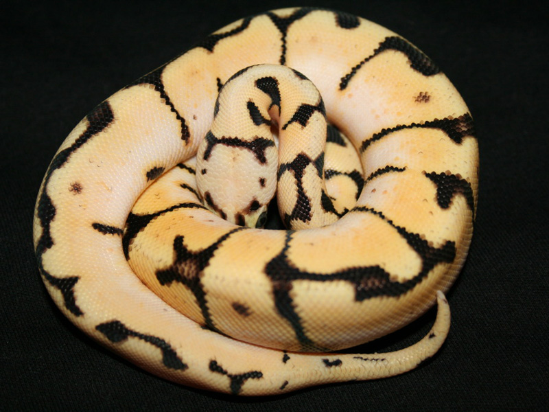 Pastel Spider Yellow Belly