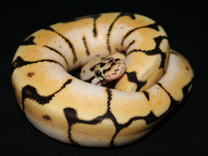 Pastel Spider Yellow Belly