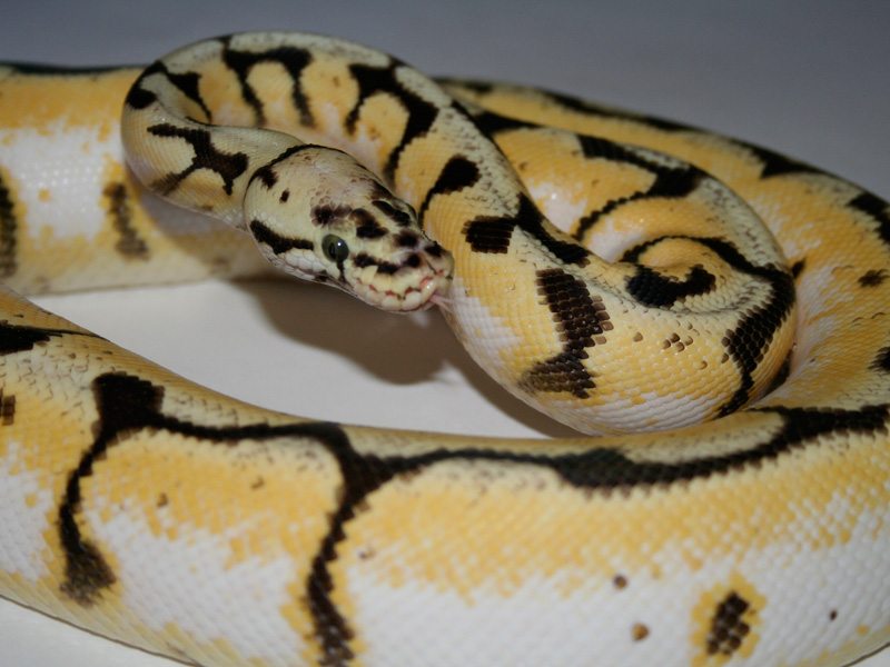 Pastel Spider Yellow Belly