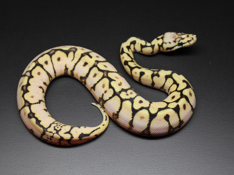 Pastel Spider Yellow Belly