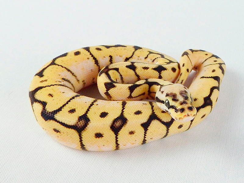 Pastel Spider Yellow Belly