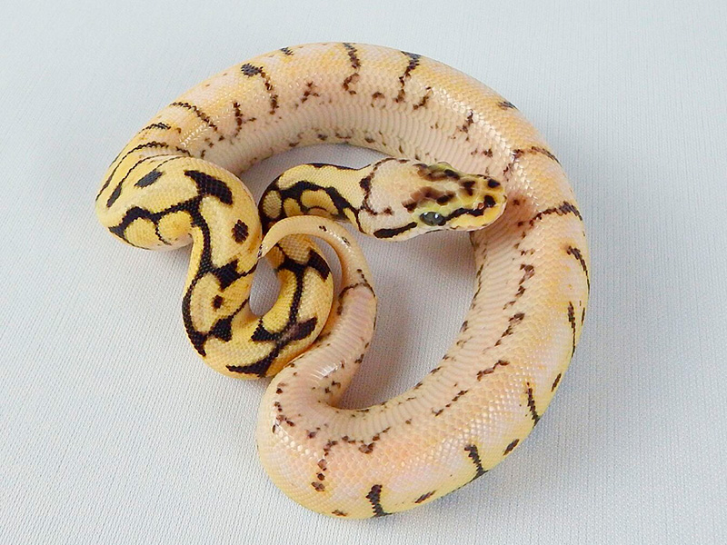 Pastel Spider Yellow Belly - Morph List - World of Ball Pythons