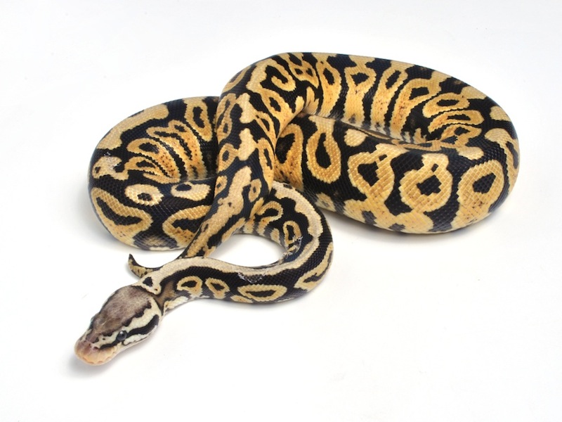 Pastel Spotnose