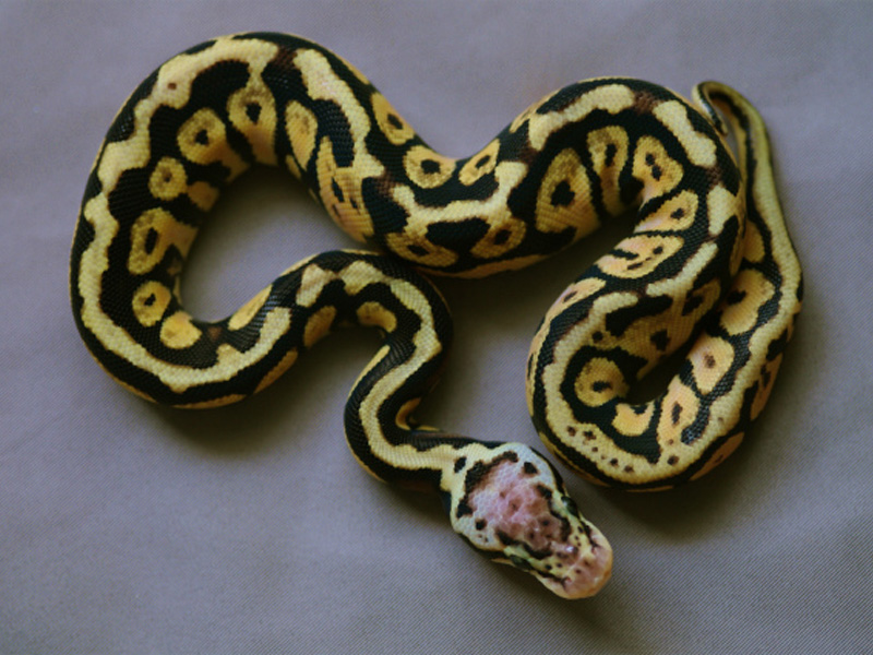 Pastel Spotnose