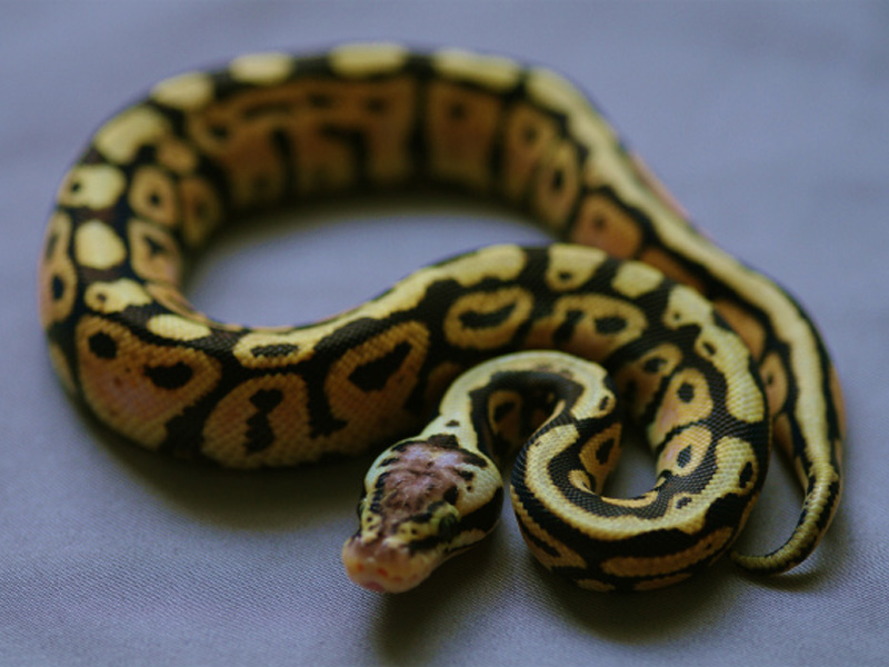 Pastel Spotnose