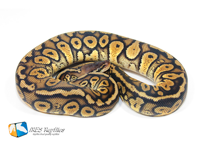 Pastel Stranger Yellow Belly