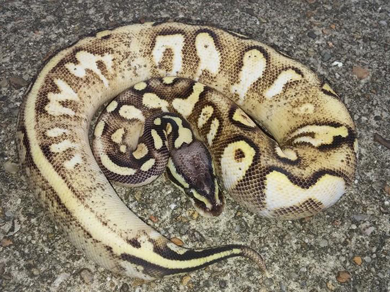 Pastel Sugar Yellow Belly