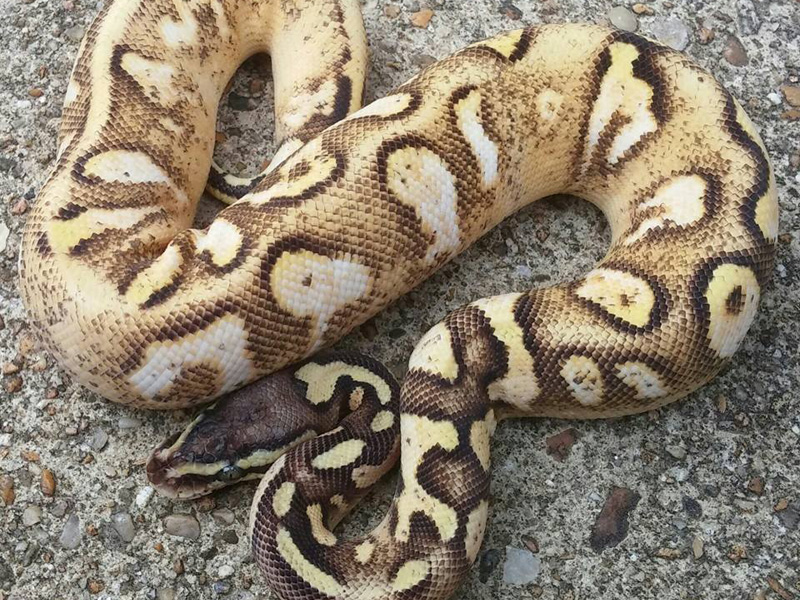 Pastel Sugar Yellow Belly