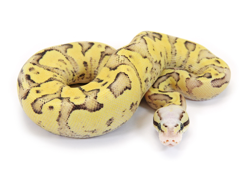 Pastel Sulfur Vanilla