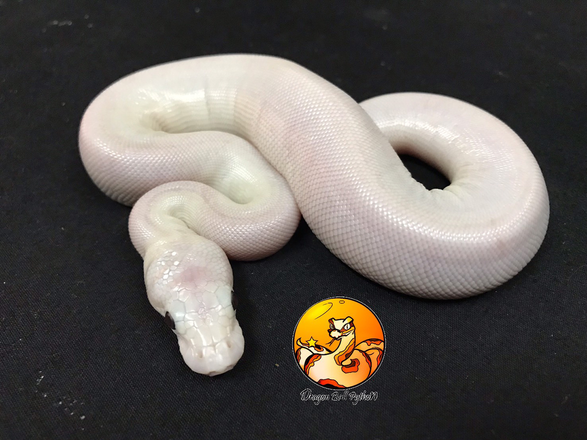 Morph List - World of Ball Pythons