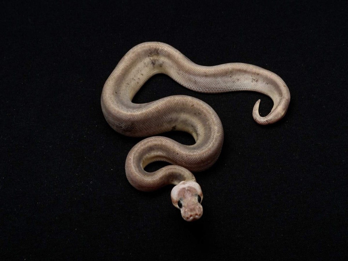 Pastel Super Cinnamon Yellow Belly