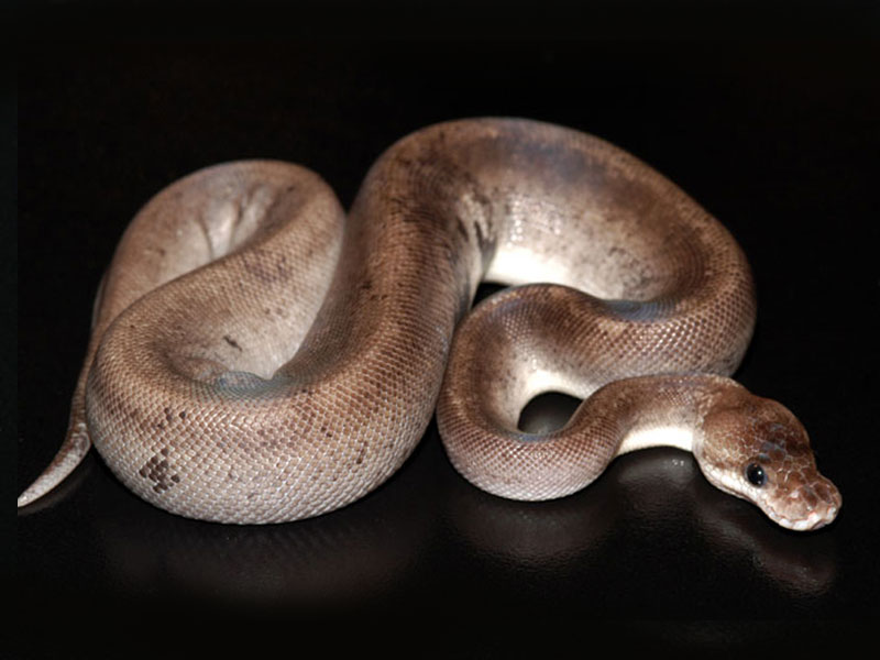 Pastel Super Cinnamon