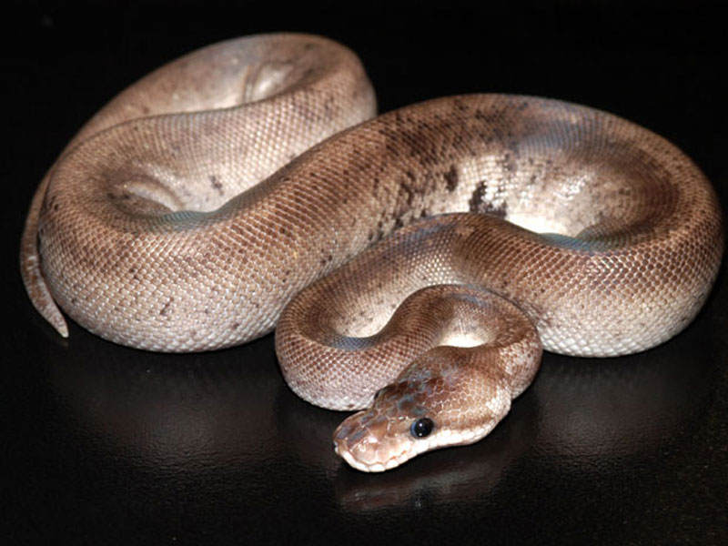 Pastel Super Cinnamon