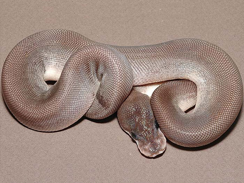 Pastel Super Cinnamon