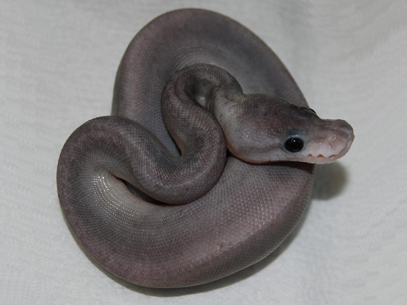 Pastel Super Cinnamon