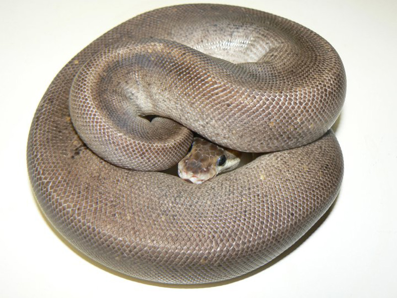 Pastel Super Cinnamon