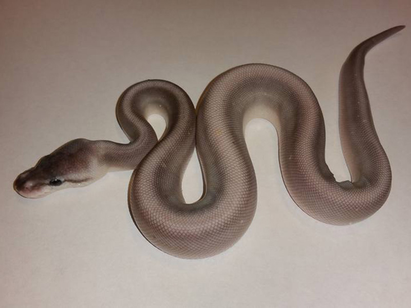 Pastel Super Cinnamon