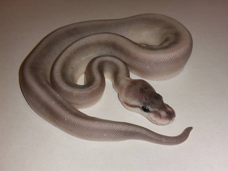 Pastel Super Cinnamon