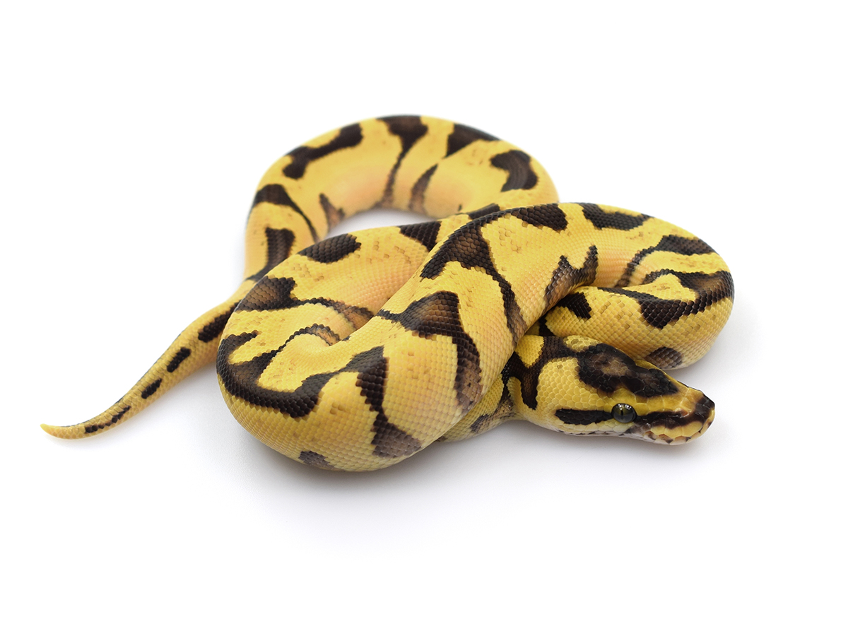 Pastel Super Enchi Vanilla Yellow Belly