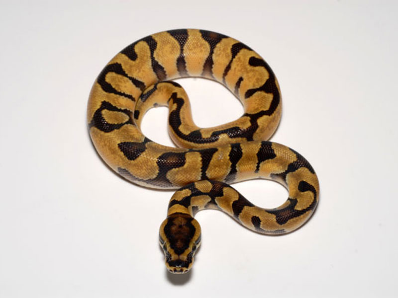 Pastel Super Enchi