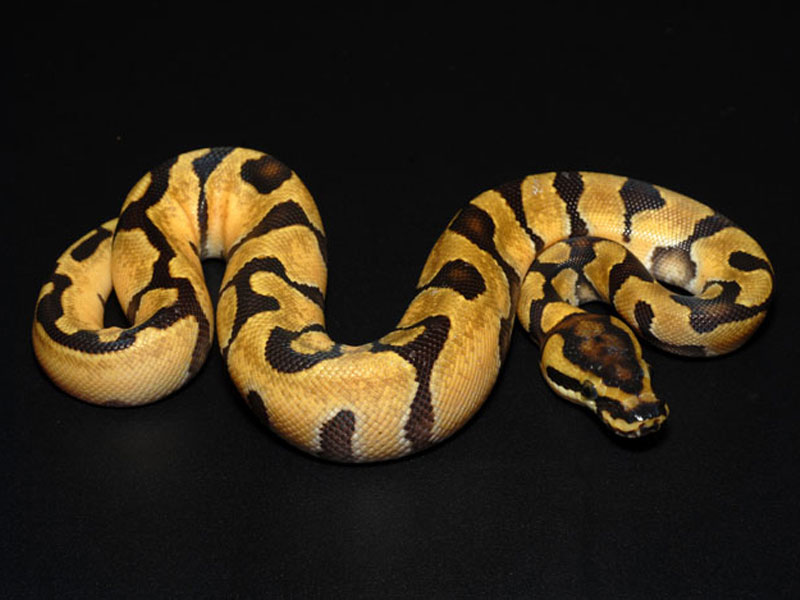 Pastel Super Enchi