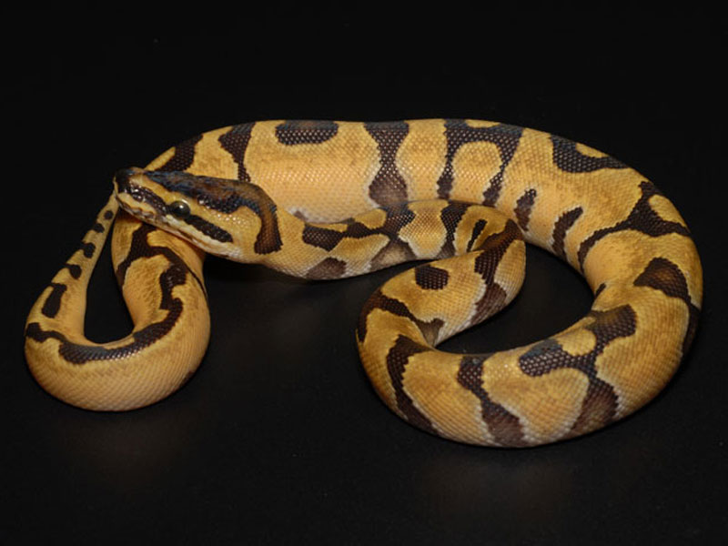 Pastel Super Enchi