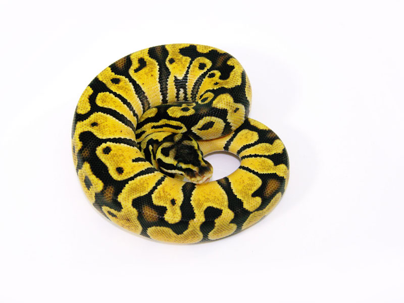 Pastel Super Enchi