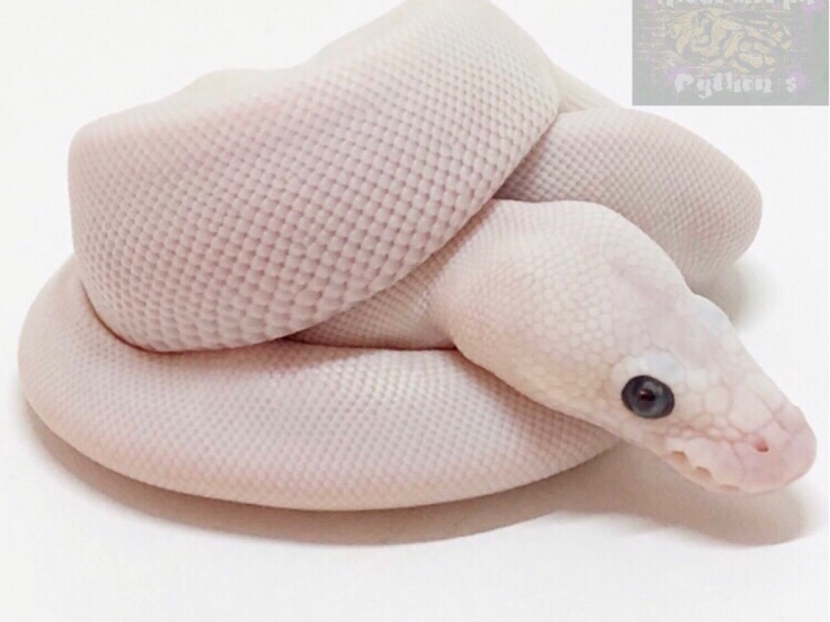 Pastel Super Lesser