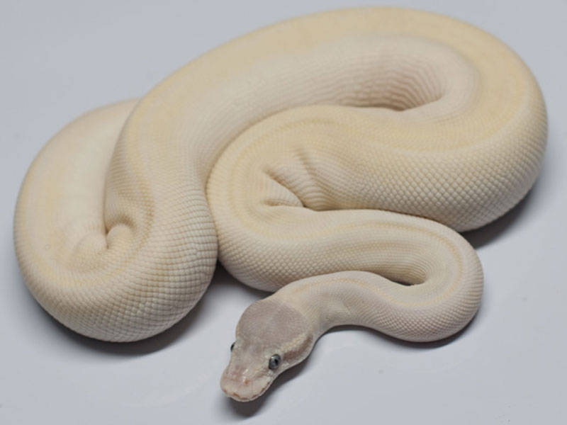 Pastel Super Mojave