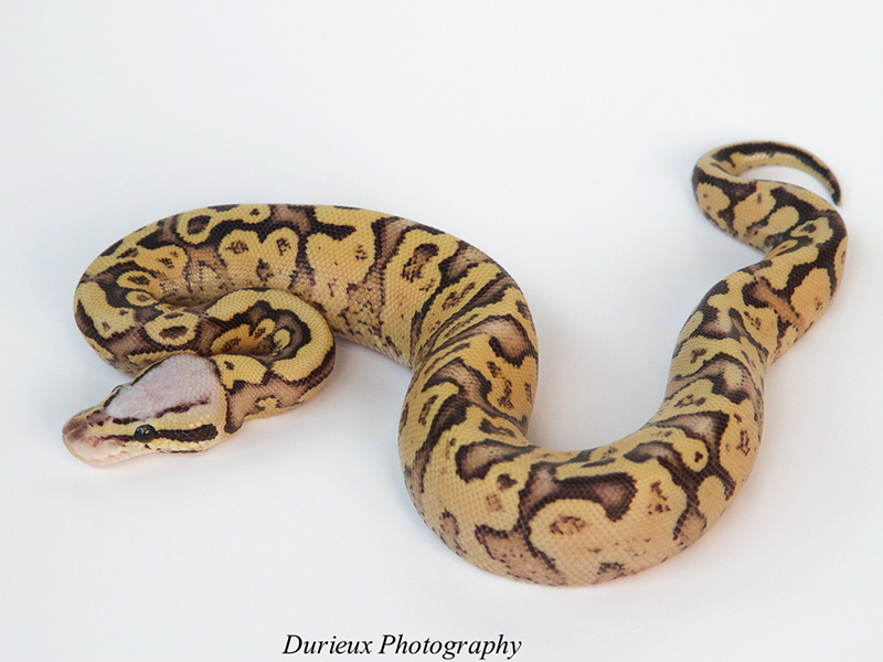 Pastel Super Vanilla Yellow Belly