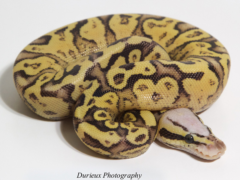 Morph List - World of Ball Pythons