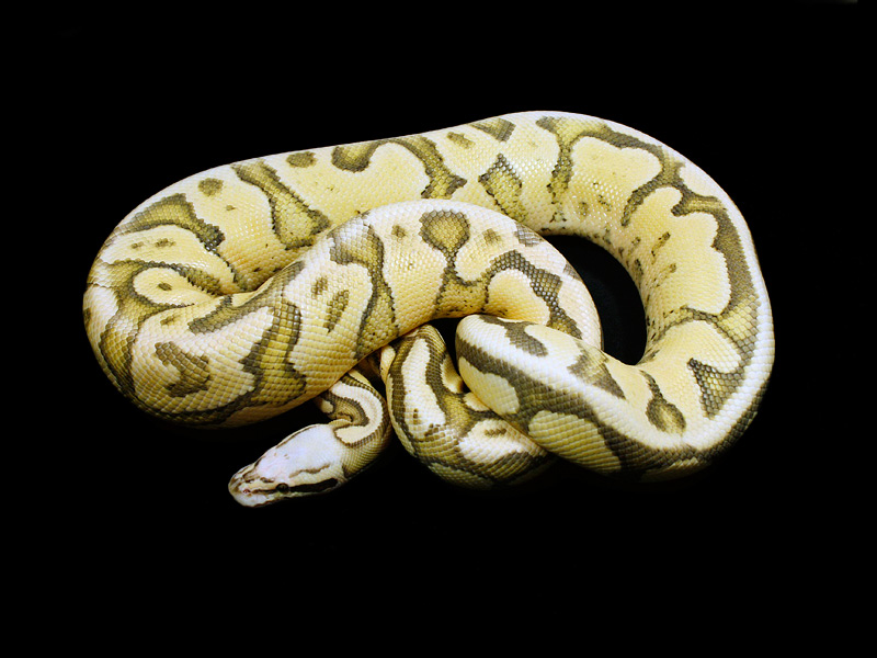 Pastel Super Vanilla