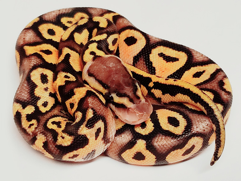 Pastel Toxique Yellow Belly