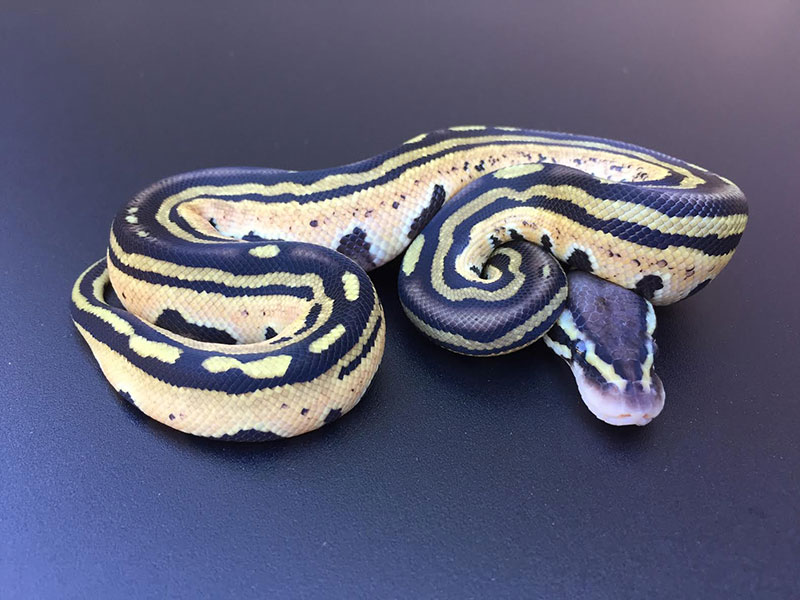 Pastel Tri-Stripe