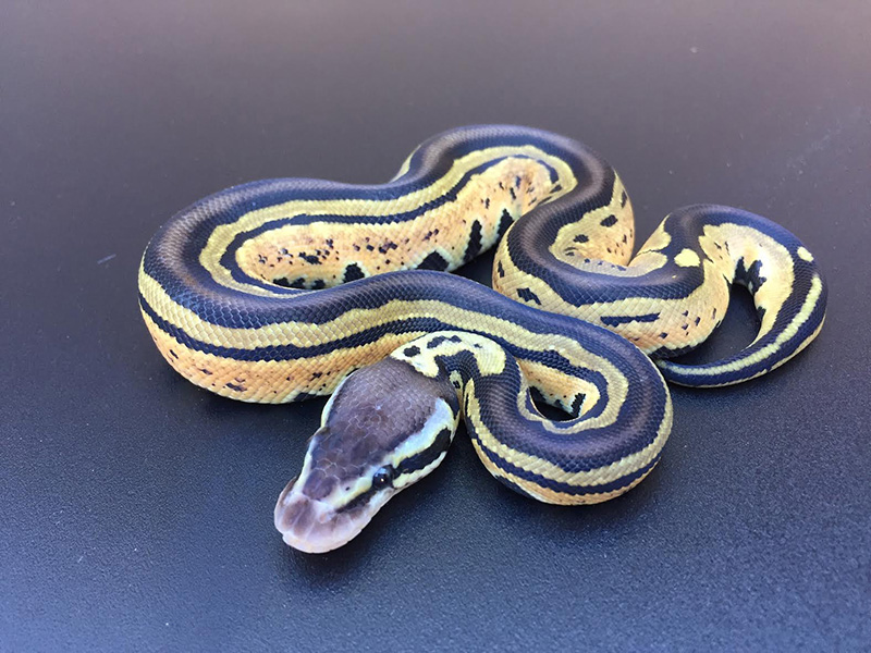 Pastel Tri-Stripe