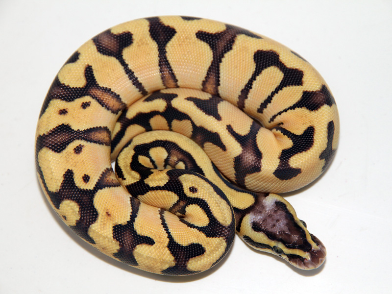 Pastel Vanilla Enchi