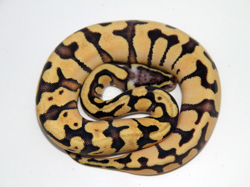 Pastel Vanilla Enchi