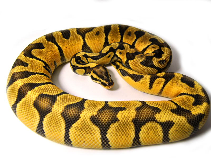 Pastel Vanilla Enchi