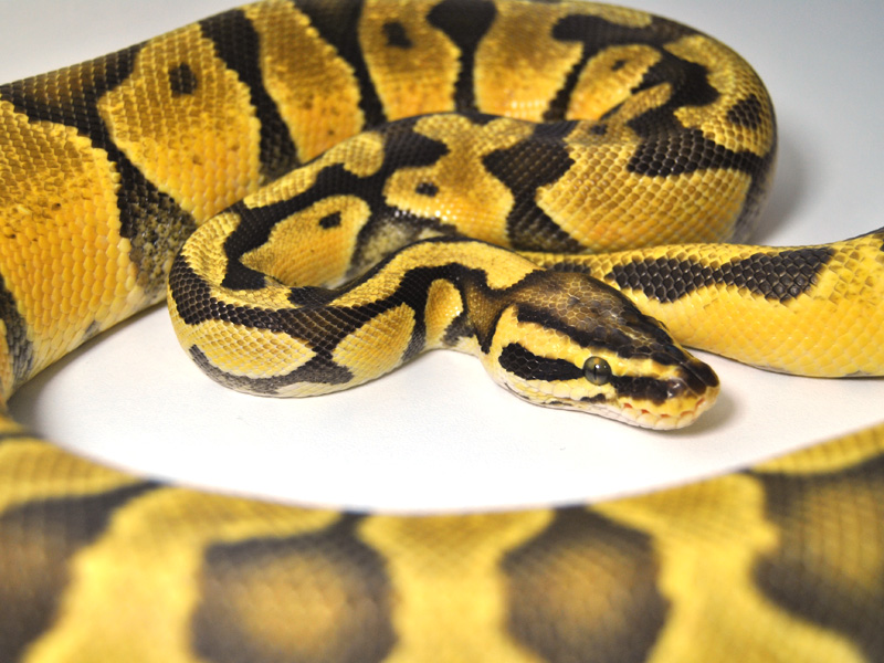 Pastel Vanilla Enchi