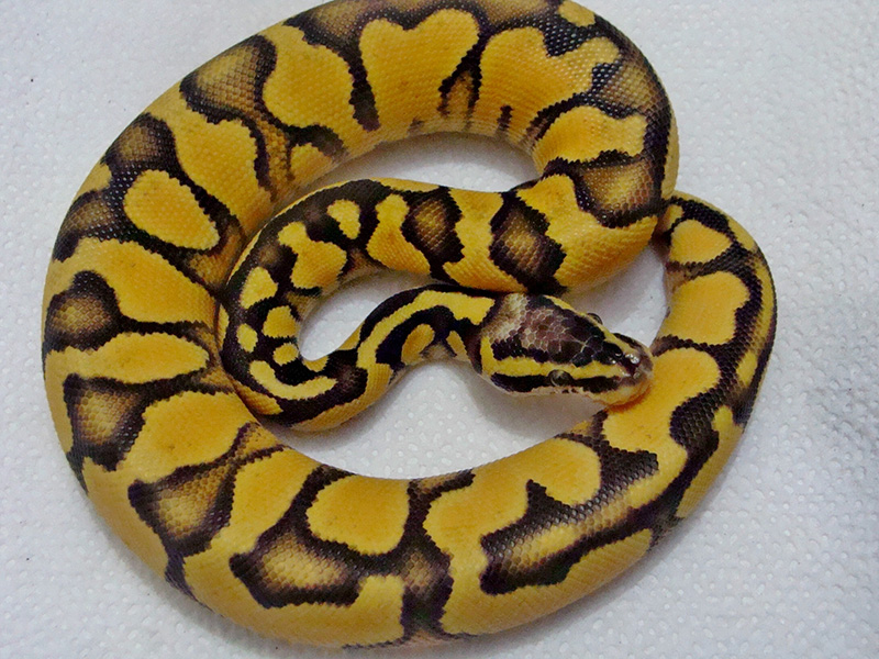 Pastel Vanilla Enchi