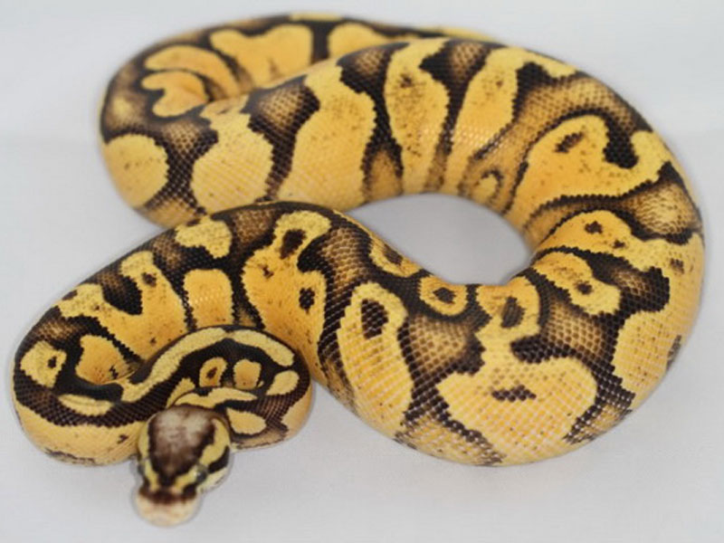 Pastel Vanilla Yellow Belly