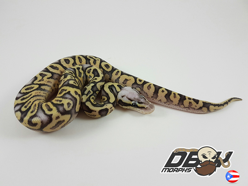 Pastel Vanilla Yellow Belly