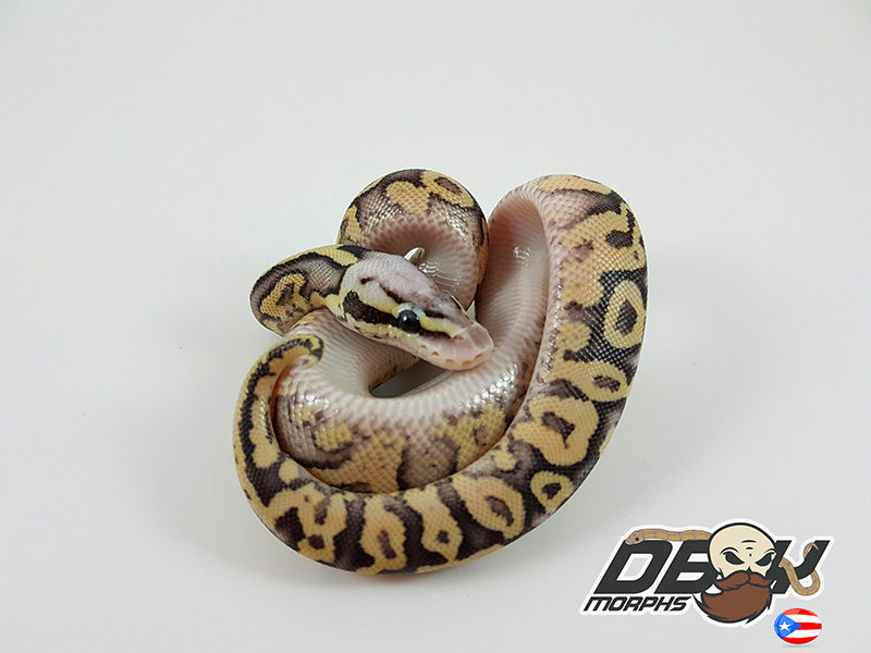 Pastel Vanilla Yellow Belly