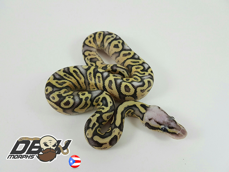 Pastel Vanilla Yellow Belly