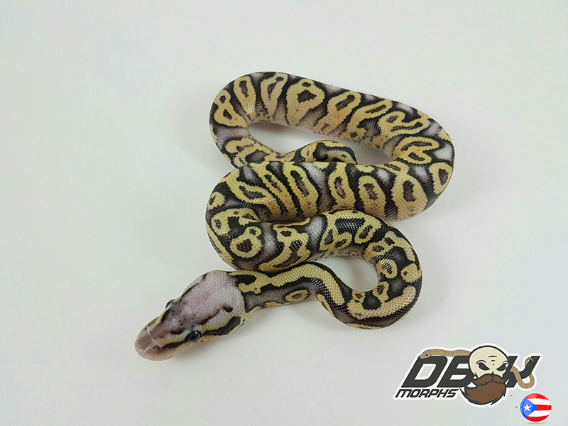 Pastel Vanilla Yellow Belly