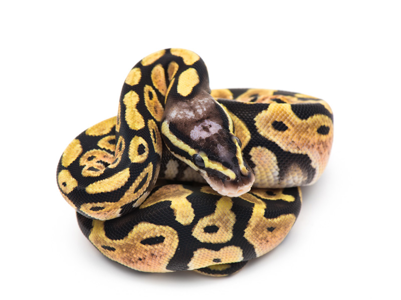 Pastel WHS line Scaleless Head