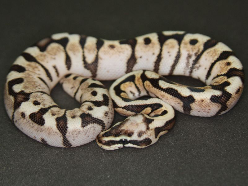 Pastel Woma Calico