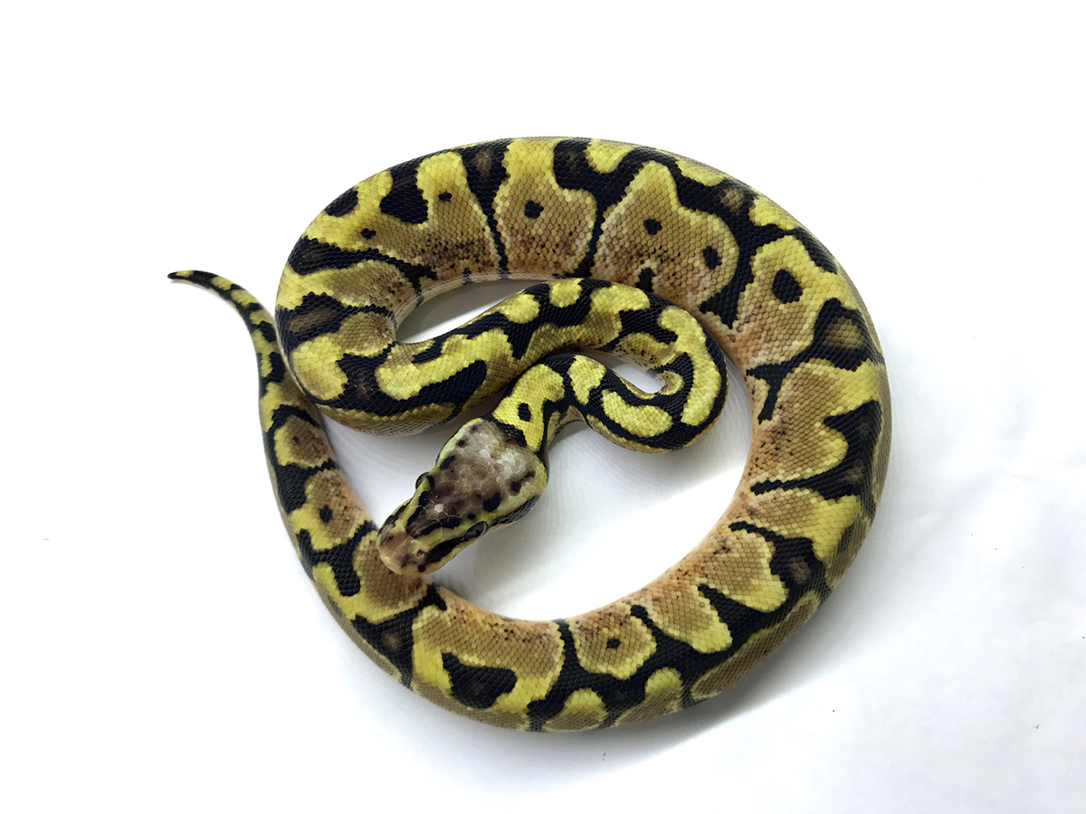 Pastel Woma Yellow Belly