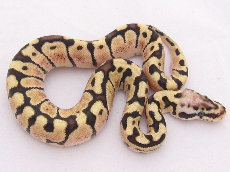 Pastel Woma