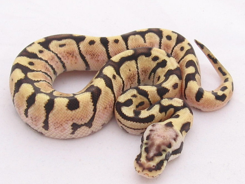 Pastel Woma